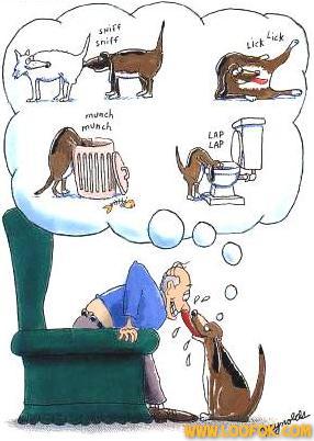 Chien