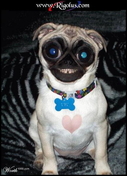 Chien